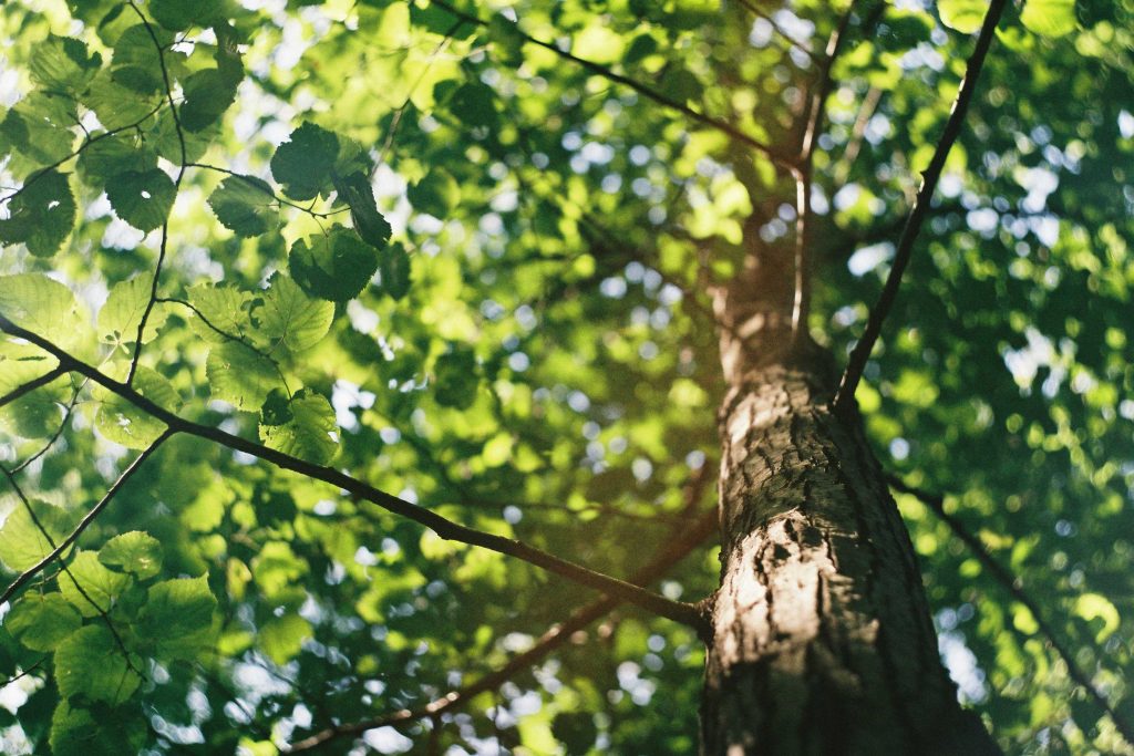 Tree trunk with leaves